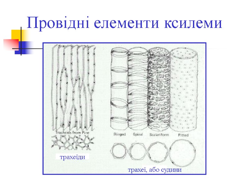 Провідні елементи ксилеми трахеїди трахеї, або судини